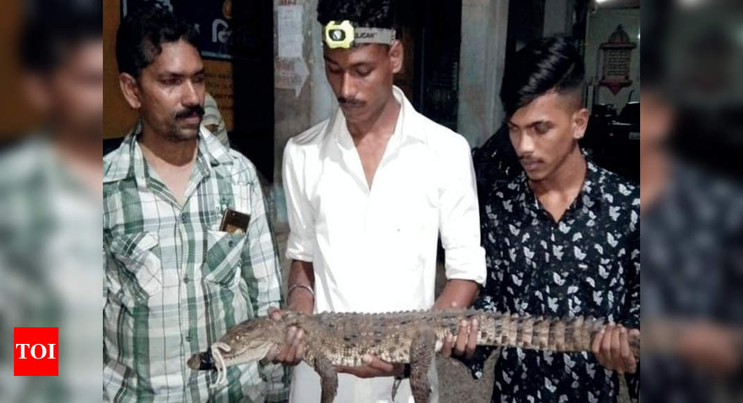 2 Crocodiles Rescued In 24 Hours Vadodara News Times Of India