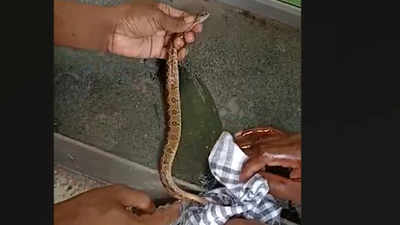 Venomous snake stuck in glue trap for rats in Mumbai's Mulund