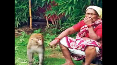 Mumbai: Monkey’s two-month ‘reign of terror’ ends with its rescue