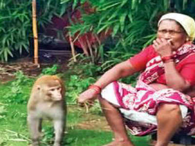 Mumbai: Monkey’s two-month ‘reign of terror’ ends with its rescue ...