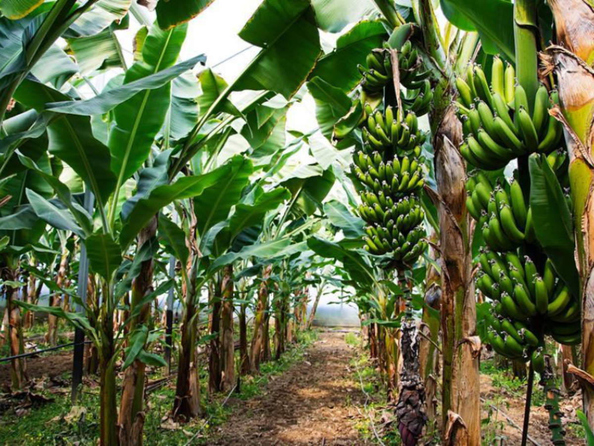 Are Bananas Good for Plants 