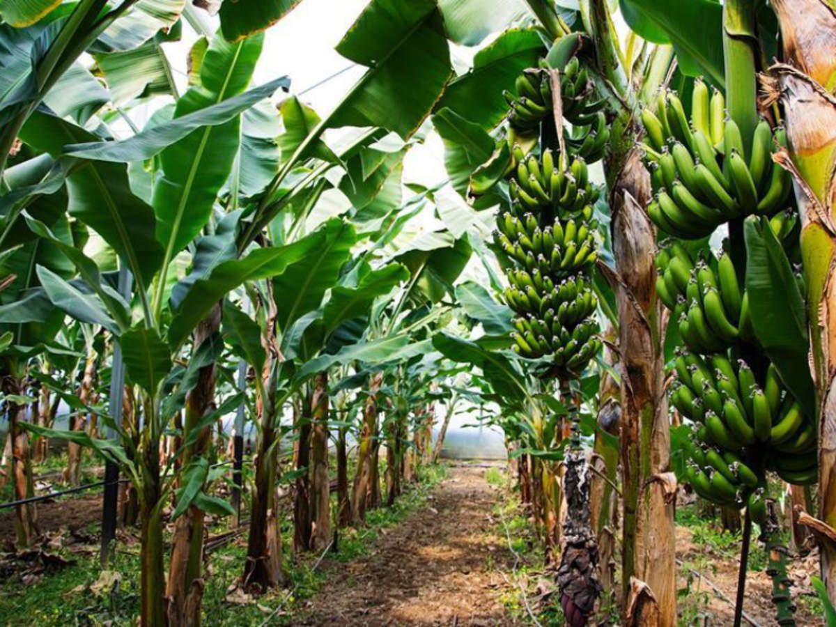 Care of Banana Plant Indoors - Back Gardener