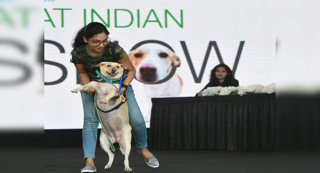 When Indie dogs stole the show | Chennai News - Times of India