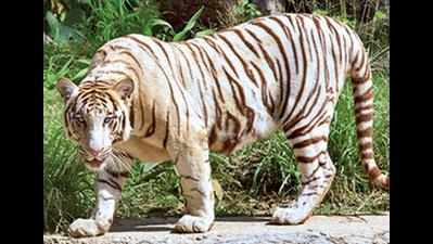 14-year-old white tiger dies at Nehru zoo in Hyderabad