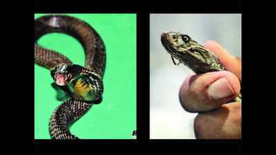 Tricity: Cobras that do not bite but dance and drink milk