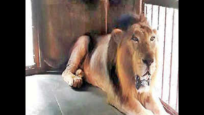 Lions from Gujarat are new attractions at Ranchi zoo