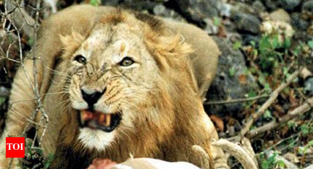 Predator lions turn scavengers outside Gir