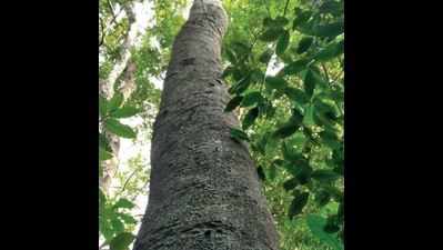 Study seeks conservation reserve tag for swamp forest in Shivamogga