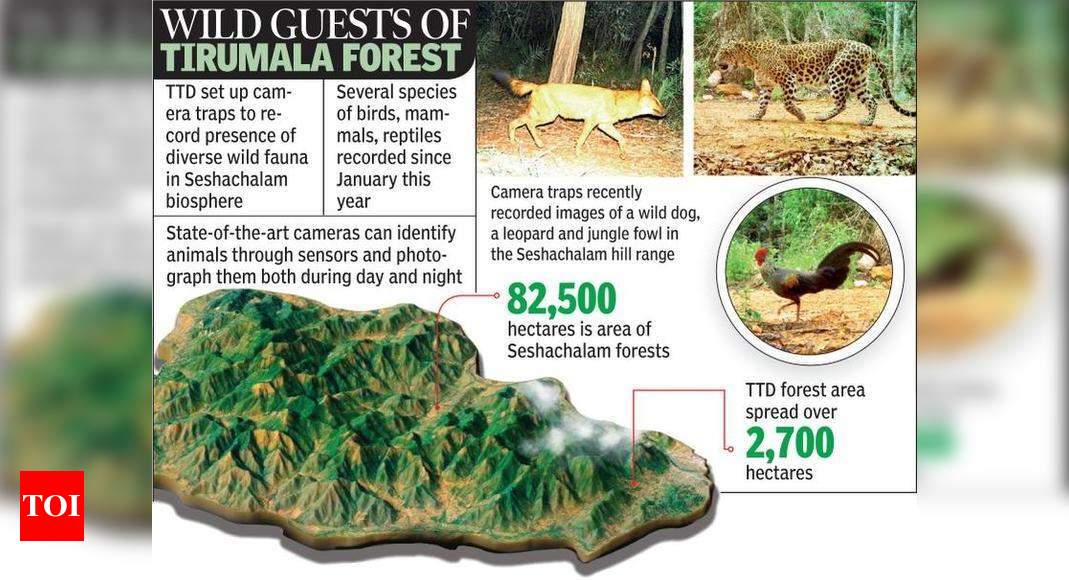 TTD camera traps capture rare fauna in Seshachalam | Vijayawada News -  Times of India