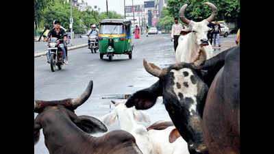 Ahmedabad civic body’s pounds house 52% of registered cattle