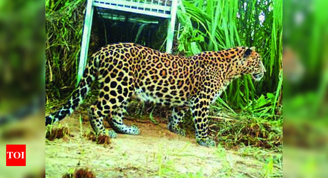 Leopard carcass found in PTR, third three big cat death in 25 days ...