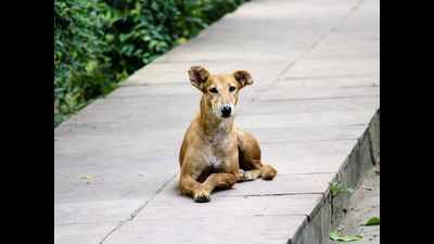 Mumbai: Stray dog tied to vehicle, dragged along till it died?