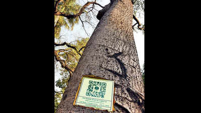Delhi: 6000 trees in NDMC area to get QR codes