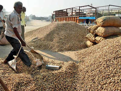 Recent wet spell not enough for bumper groundnut crop | Rajkot News ...