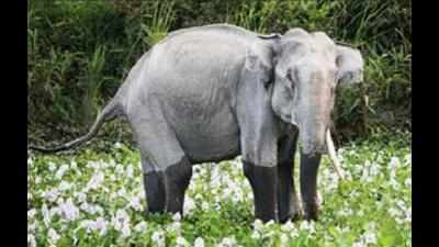 Scared Tamil Nadu villagers nickname wild elephant ‘Maranam’ after it kills two men