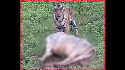 Tiger kills cow on Satna-Panna highway, video goes viral