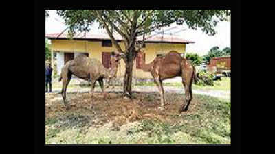 Assam police seek court help to return ‘homeless’ camels to Rajasthan