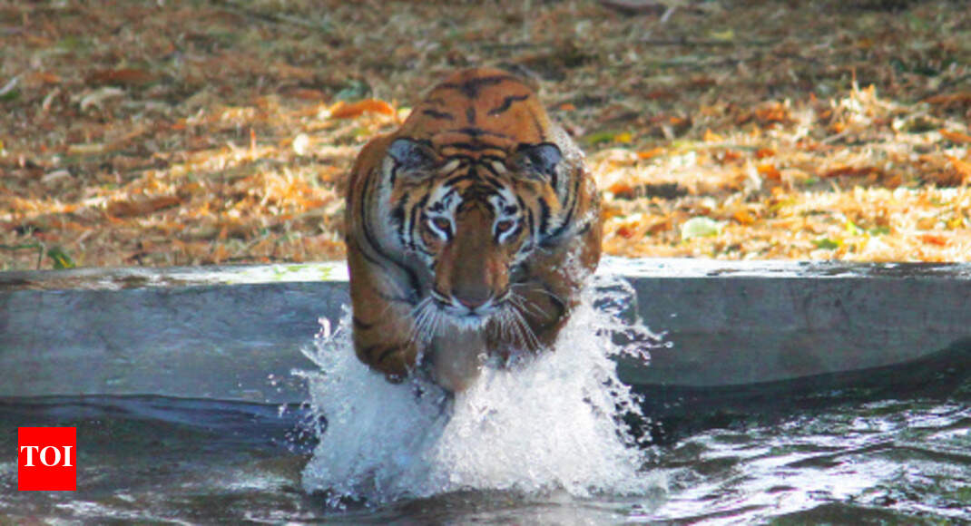 Nearly 2,000 tigers poached in last 19 yrs: Report