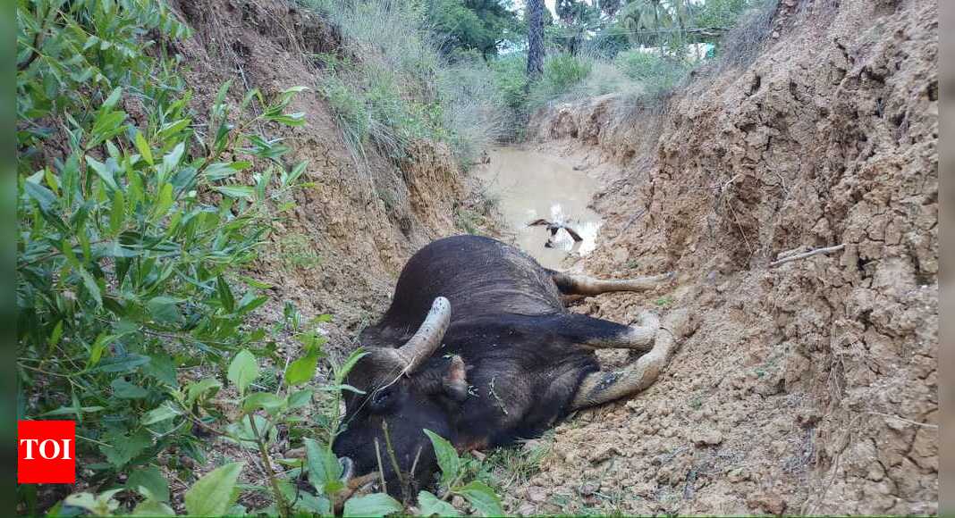 Gaur found dead in reserve forest near Coimbatore | Coimbatore News ...