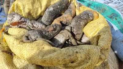 829kg of sea cucumbers seized in Tamil Nadu