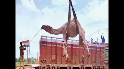 30 camels rescued from Kadapa, will be sent to Rajasthan