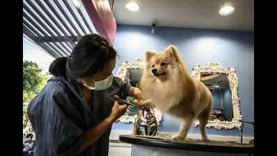 New hairstyles, spa sessions and fancy raincoats for pooches of Raipur in monsoon