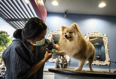 New hairstyles, spa sessions and fancy raincoats for pooches of Raipur in monsoon