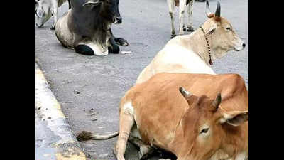 Only five turn up to catch cows for Ahmedabad civic body
