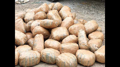 CID-CB raids yield 832kg ganja from Jaipur, Dholpur; four held