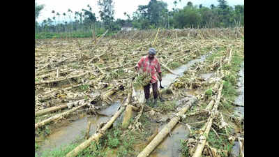 Kerala: Banana price likely to go up