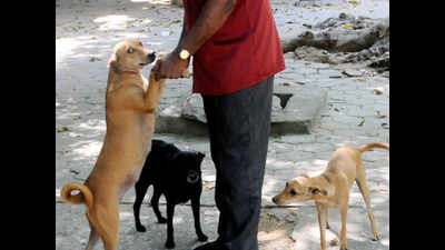 Free health check-up for indigenous dogs in Tirunelveli