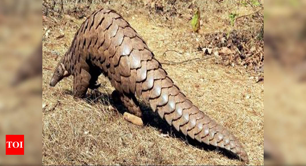Indian Pangolin population on a downward slope | Pune News - Times of India