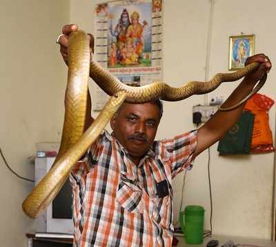 This monsoon, Bengaluru is plagued with snakes - Times of India