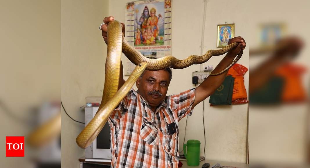 This Monsoon, Bengaluru Is Plagued With Snakes - Times Of India