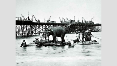When elephants were on payroll of Indian Railways