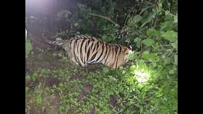 Tigress found dead in Chandrapur was poisoned