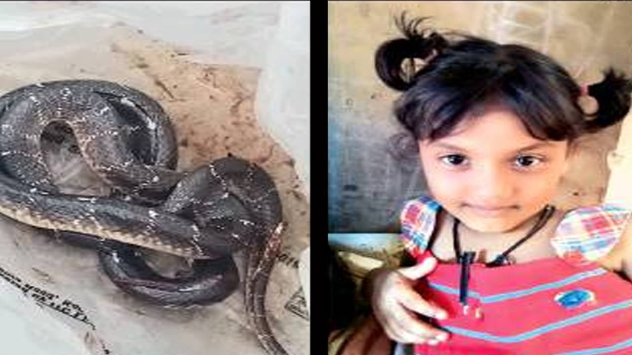 Poisonous Cobra Dies After Being Bitten by 8-Year-Old Boy