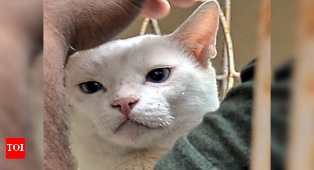 Kolkata Three residents to take care of victim’s cat Kolkata News