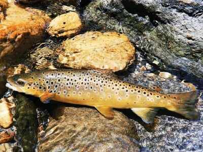'Climate change to hit 150 Himalayan fish species'