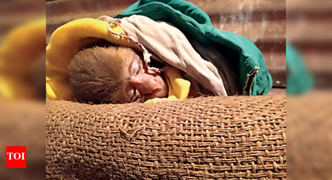 Baby monkey mauled by pack of stray dogs found bleeding, rescued