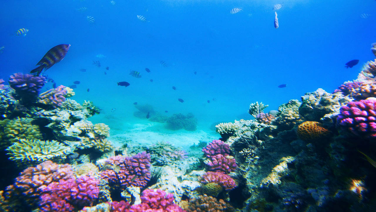 Kutch's Coral Reefs