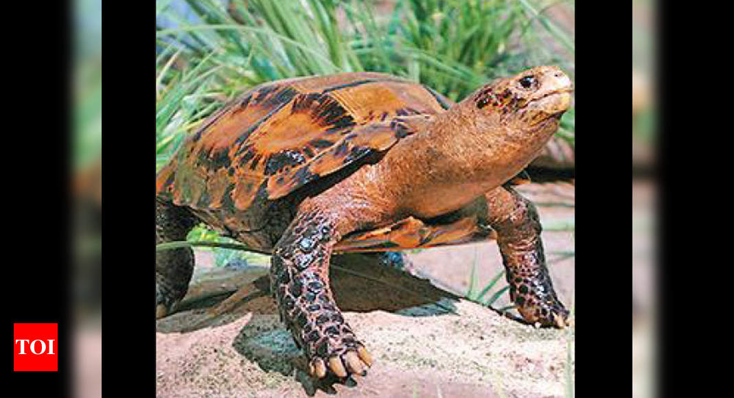 Rare Tortoise Species Sighted For Second Time In Arunachal Pradesh Itanagar News Times Of India 