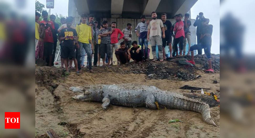 Vadodara 10 Feet Long Crocodile Found Dead On Banks Of Vishwamitri River Vadodara News Times Of India