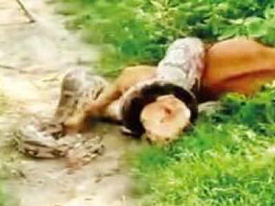 13.5 feet python creates panic in Mathura village