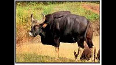 After population explosion, census on Indian gaur slated