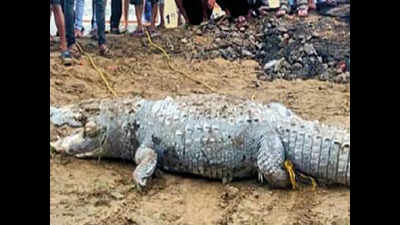 10-foot crocodile found dead on riverbank