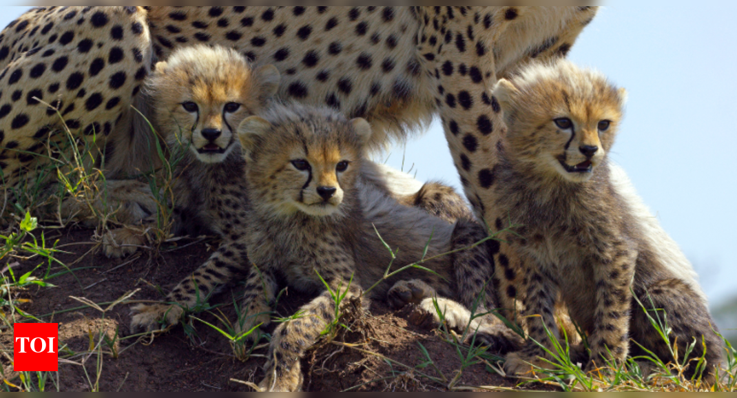 10. Why the world’s millionaires are causing the cheetah’s extinction ...