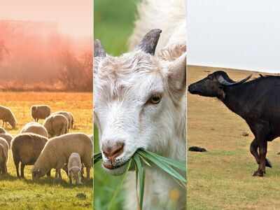 Goat farm business plan pdf picture