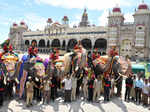 Dasara elephants reach Mysore Palace