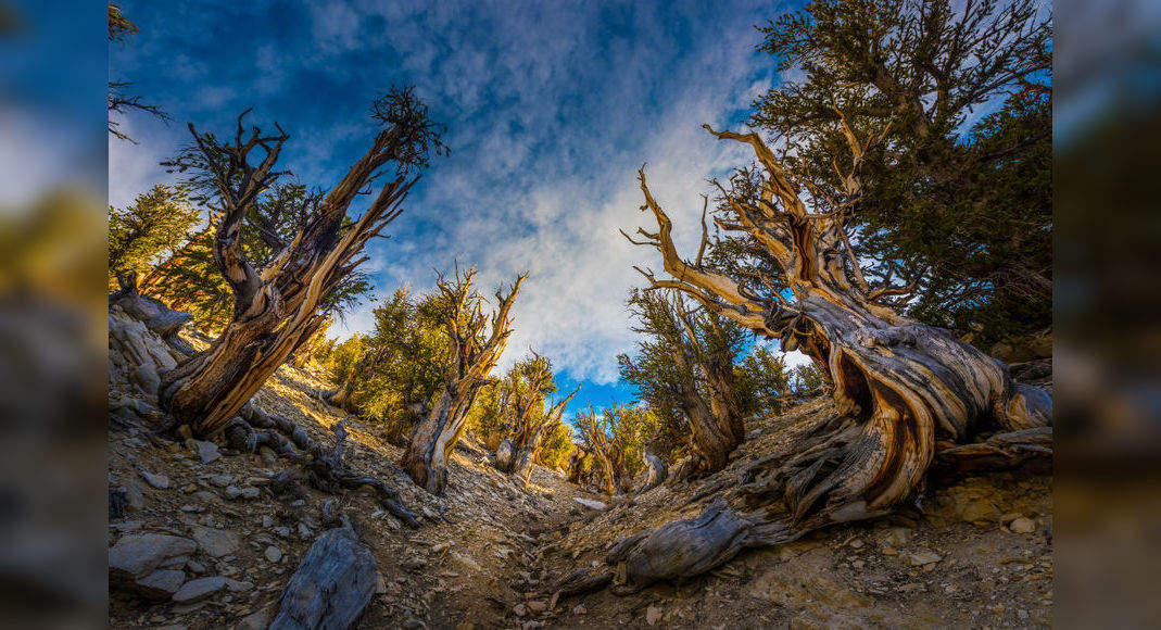 All about Bristlecone Pines, the oldest tree species on the planet, United  States - Times of India Travel